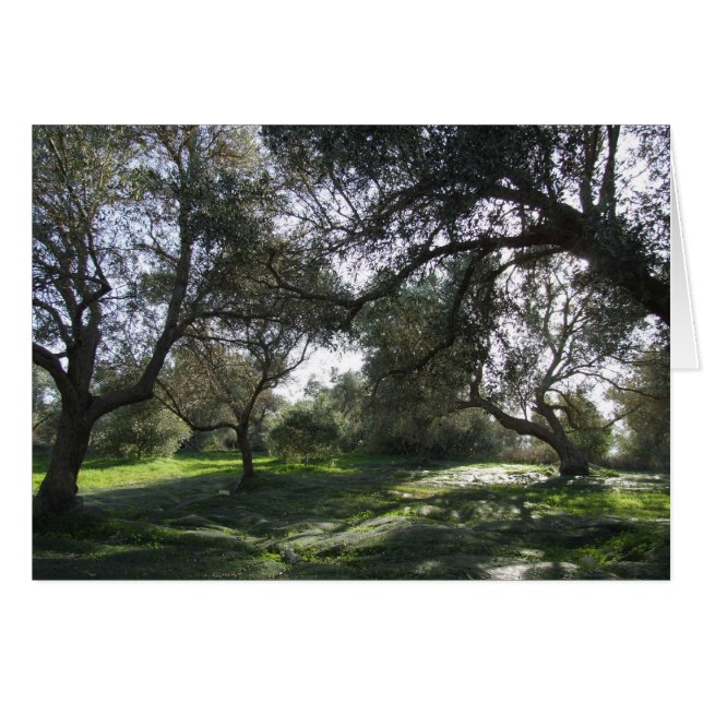 Olive Grove View Card (Vorderseite (Horizontal))