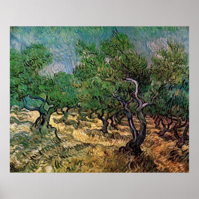 Olive Grove von Vincent van Gogh Poster (Vorne)