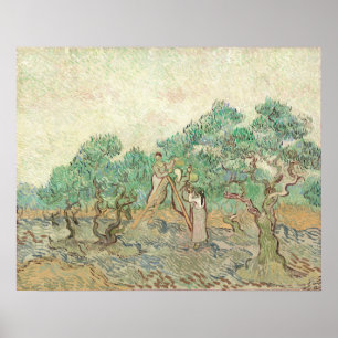 Olive Orchard - Vincent van Gogh Poster d'art