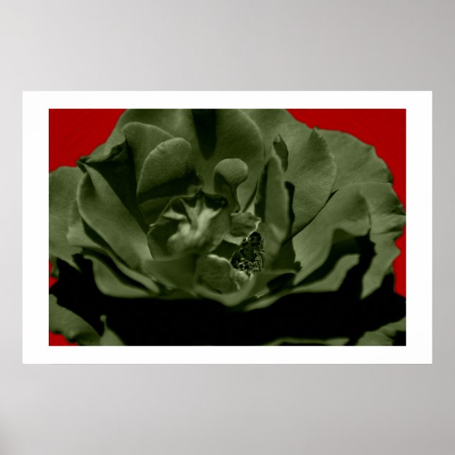Olive Rose mit rotem Anegelhaar strukturiert Hinte Poster (Vorne)