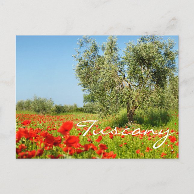 Olive tree in poppy champ texte carte postale (Devant)