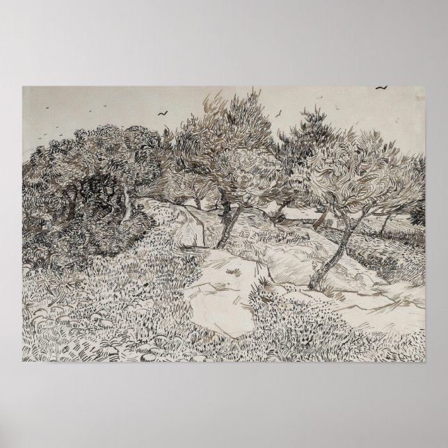 Olive Trees Sketch Poster (Vorne)