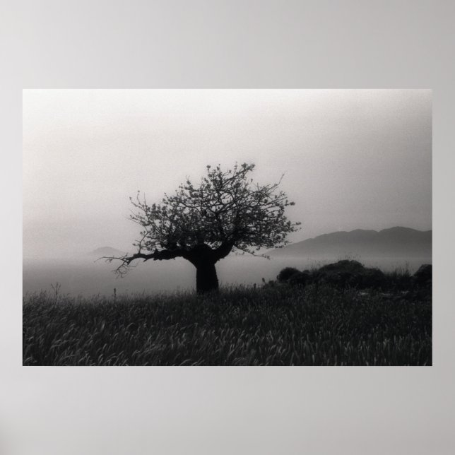 Olivenbaum am Meeresposter Poster (Vorne)