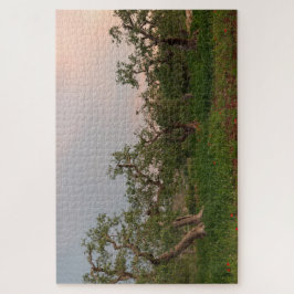 Olivenbaum bei Sonnenuntergang