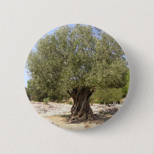 Olivenbaum Israels Button
