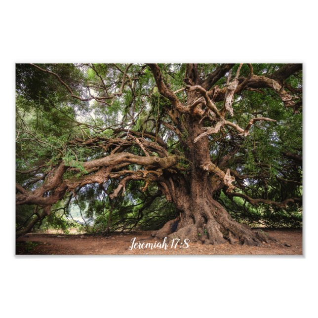 Olivenbaum Jeremiah 17:8 Poster (Vorne)