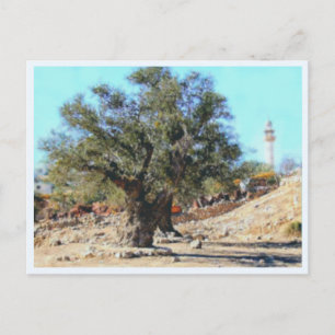 Olivenbaum Postkarte