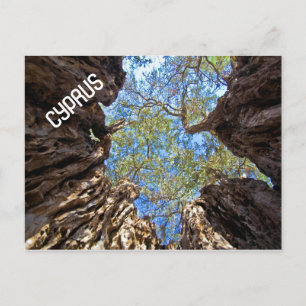 OLIVENBAUM ZYPERN POSTCARD POSTKARTE