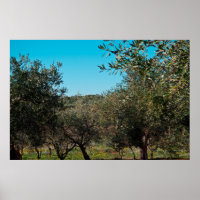 Olivenbäume in der apulischen Landschaft im Herbst