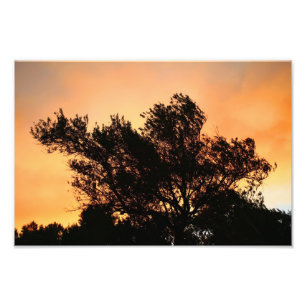 Olivenbäume Silhouette bei Sonnenuntergang Fotodruck