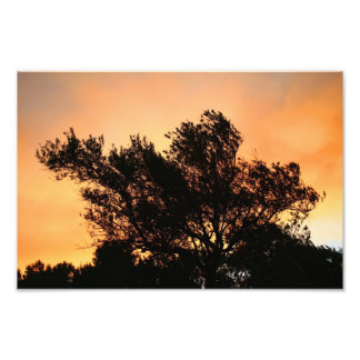 Olivenbäume Silhouette bei Sonnenuntergang Fotodruck