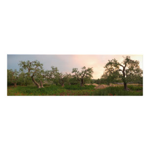 Olivenbaumwaldung am Sonnenuntergang-Fotodruck Fotodruck