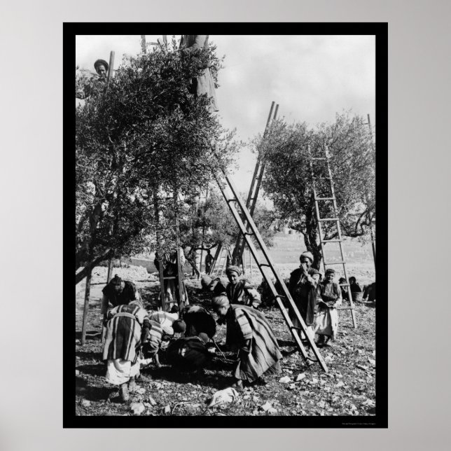 Olivenernte Palästina 1886 Poster (Vorne)