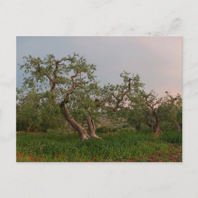 Olivenhain bei Sonnenuntergang Postkarte (Vorderseite)