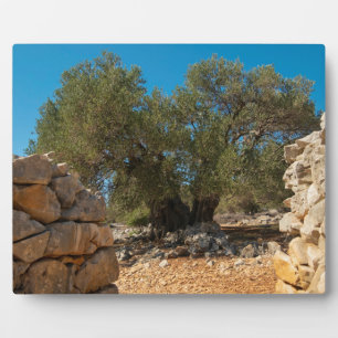 Olivenhaine Fotoplatte