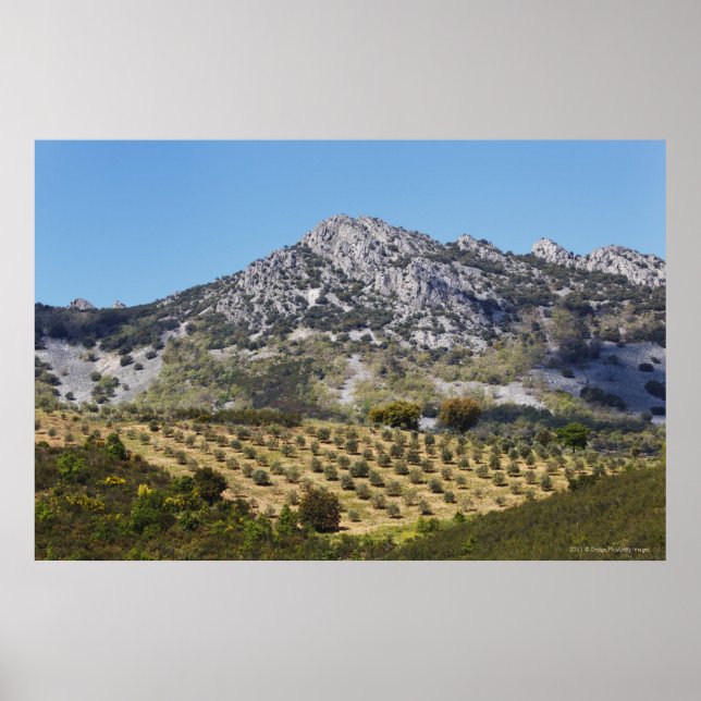 Olivenhaine Poster (Vorne)