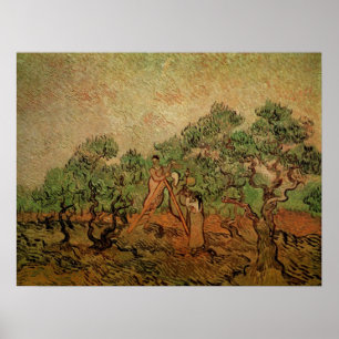 Olivenpflücken von Vincent van Gogh Poster