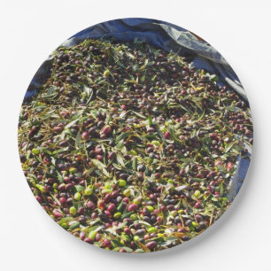 Olivensammlung Pappteller