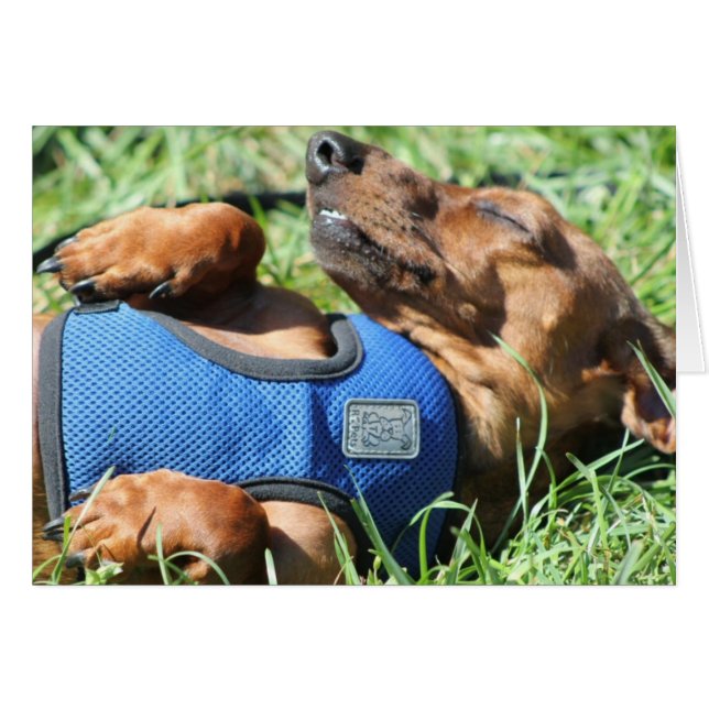 Olli die Daschund Card (Vorderseite (Horizontal))