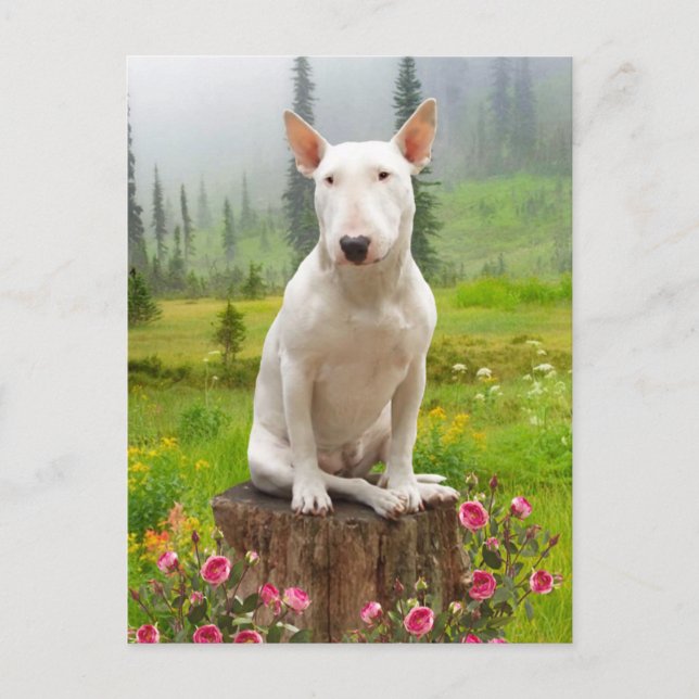 "Ollie" Postkarte (Vorderseite)