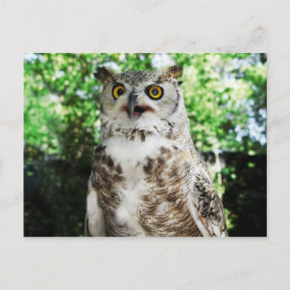 "OLLY "LA CARTE POSTALE DE HIBOU