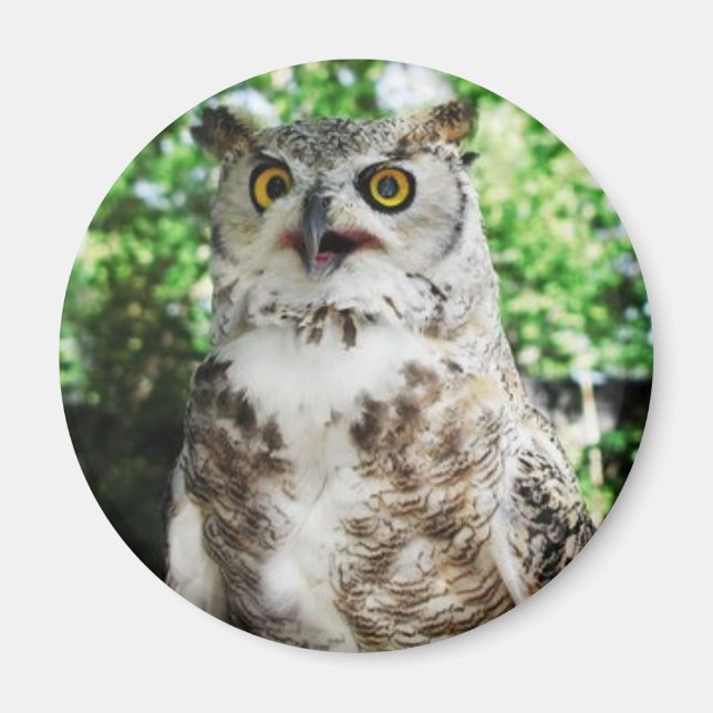 " OLLY " THE OWL MAGNET (Vorne)