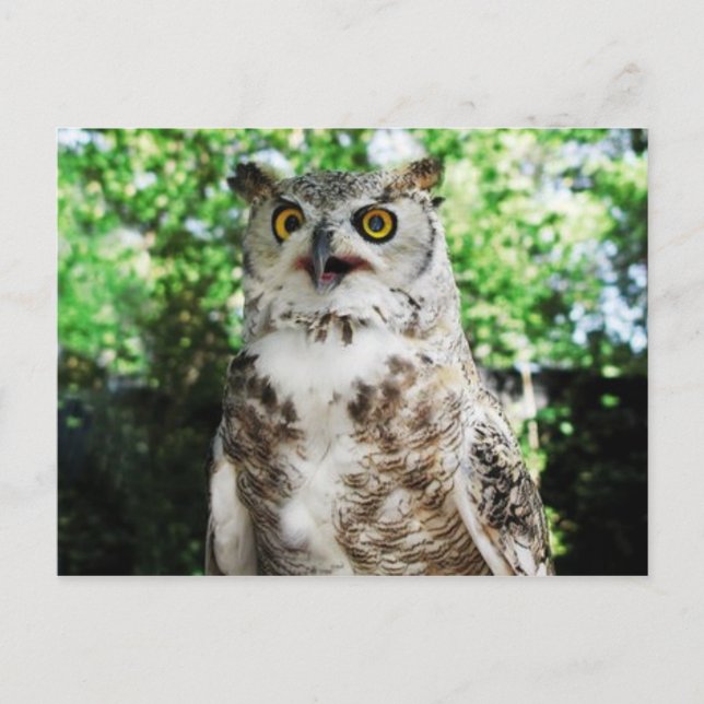 " OLLY " THE OWL POSTCARD POSTKARTE (Vorderseite)