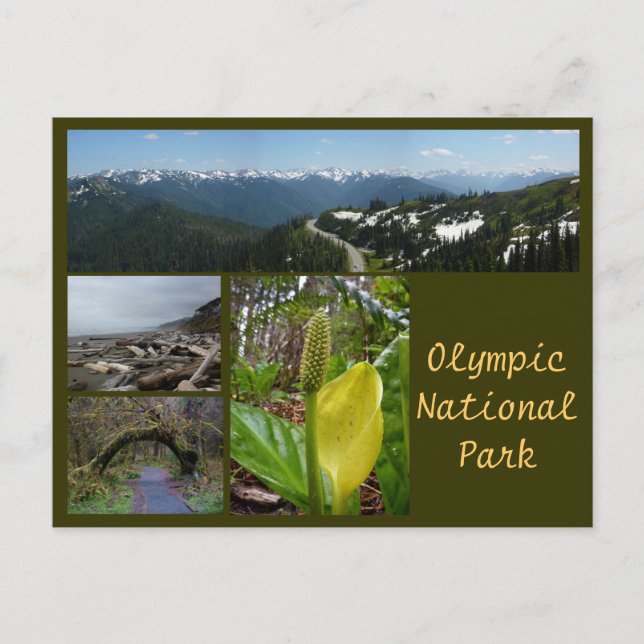 Olympic N.P. (Hurricane Ridge, Kalaloch, Hoh) Postkarte (Vorderseite)
