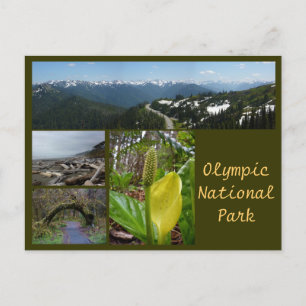 Olympic N.P. (Hurrikan Ridge, Kalaloch, Hoh) Postkarte