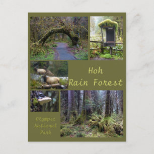 Olympic N.P. (Regenwald 2) Postkarte