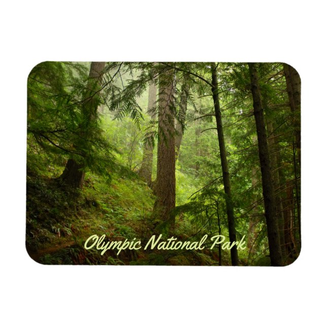 Olympic National Park Rainforest Photo Magnet (Horizontal)