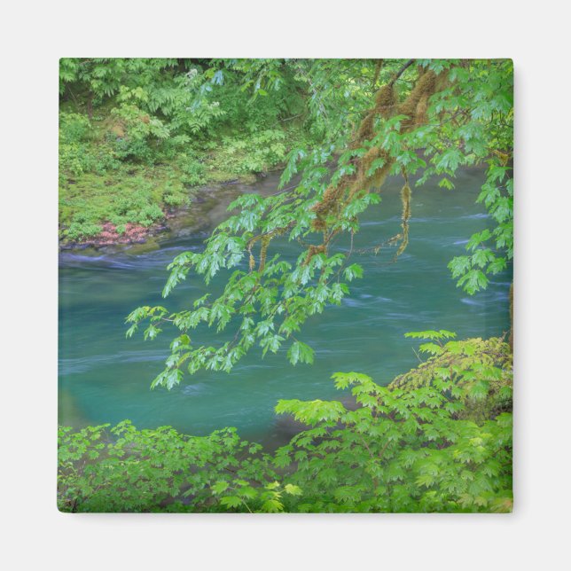 Olympic National Park Washington Staat Magnet (Vorne)