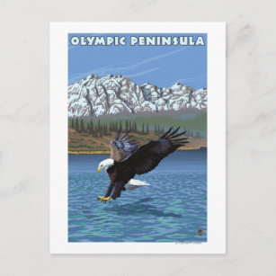 Olympische Halbinsel, WashingtonFischereiadler Postkarte
