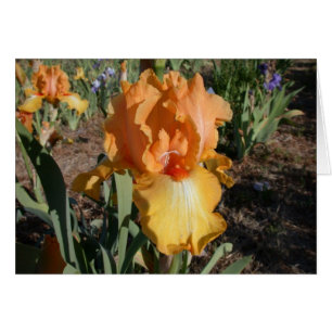 Olympische Herausforderung - Iris