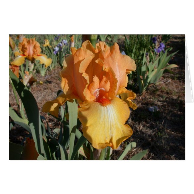 Olympische Herausforderung - Iris (Vorderseite (Horizontal))