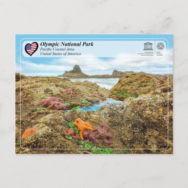 Olympischer Nationalpark - Pazifisches Küstengebie Postkarte (Vorderseite)