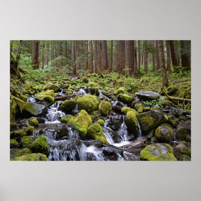 Olympischer Nationalpark Poster (Vorne)