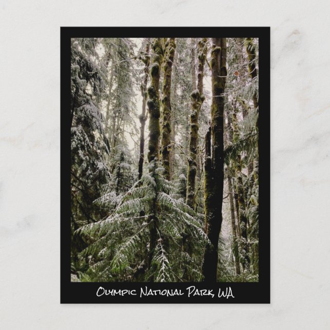 Olympischer Nationalpark Postkarte (Vorderseite)
