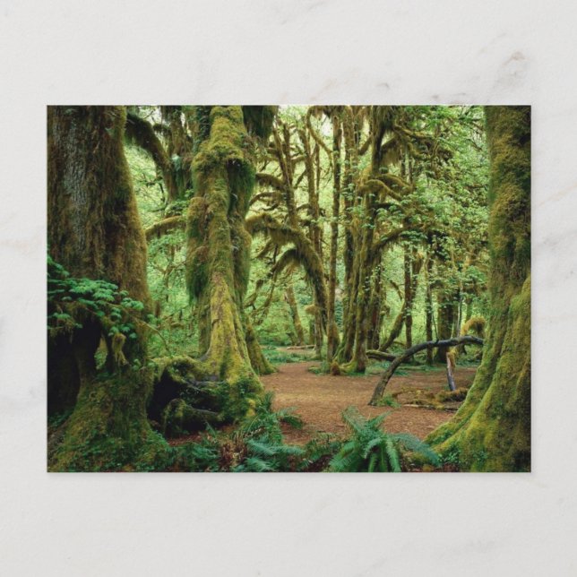 Olympischer Nationalpark, WA 2 Postkarte (Vorderseite)