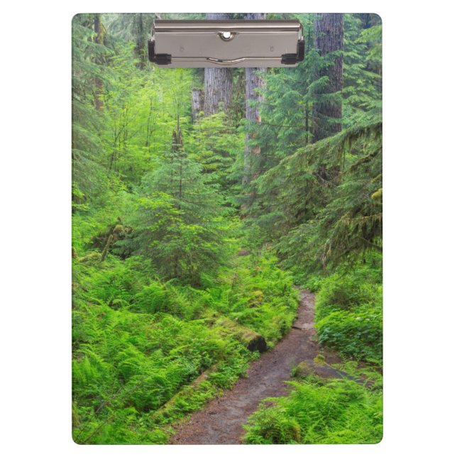 Olympischer Nationalpark, Waldweg Klemmbrett (Vorderseite)