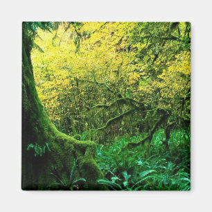 Olympischer Nationalpark, Washington Magnet