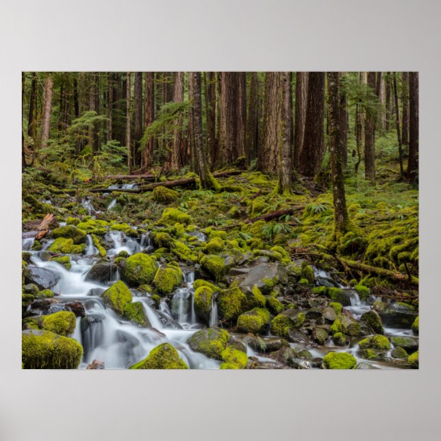 Olympischer Nationalpark, Washingtoner Staat Poster (Vorne)