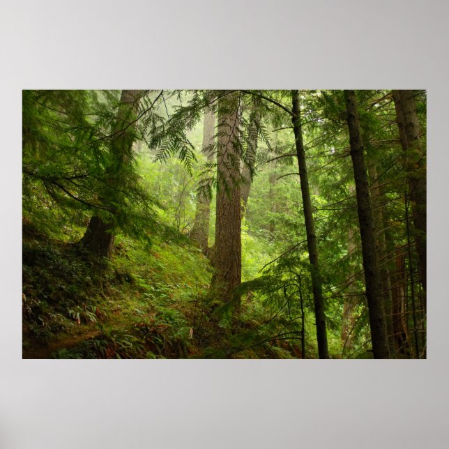 Olympisches Regenwald Evergeens und Mist-Foto Poster (Vorne)