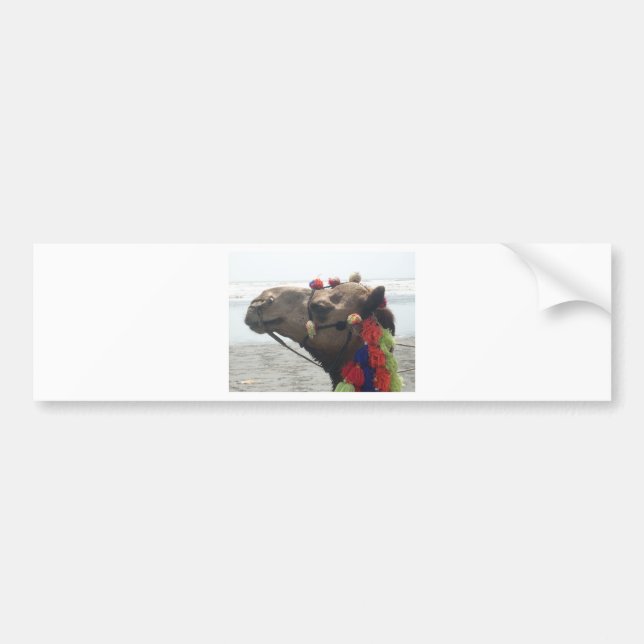 Oman Muscat Camel Foto Art Print Autoaufkleber (Vorne)