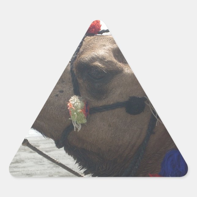 Oman Muscat Camel Foto Art Print Dreieckiger Aufkleber (Vorderseite)