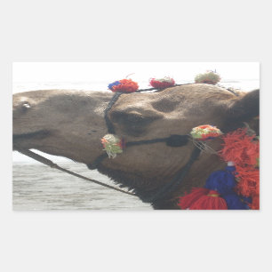 Oman Muscat Camel Foto Art Print Rechteckiger Aufkleber