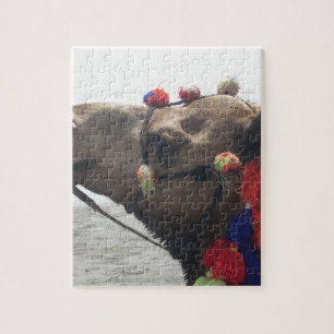Oman Muscat Kamel Foto Kunst Druck