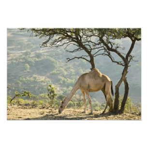 Oman, Region Dhofar, Salalah. Beige Fotodruck