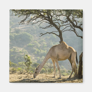 Oman, Region Dhofar, Salalah. Kamel Magnet