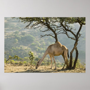 Oman, Region Dhofar, Salalah. Kamel Poster
